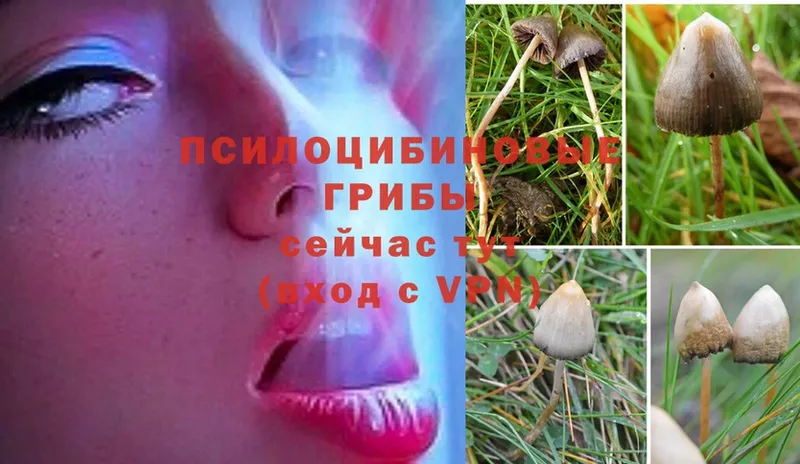 хочу   Кашин  Псилоцибиновые грибы MAGIC MUSHROOMS 